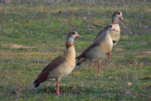 Ganso del Nilo, Alopochen aegyptiaca. Egyptian goose.